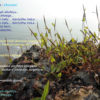 Nirantara Music Album - Image 8